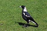 Australian Magpie